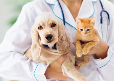 Outubro Rosa Pet e Novembro Azul Pet avançam na Assembleia de MS com foco na prevenção de doenças em animais