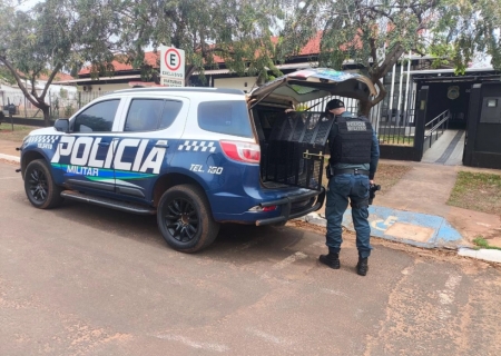 Polícia Militar cumpre dois mandados de prisão em ações distintas em Ivinhema