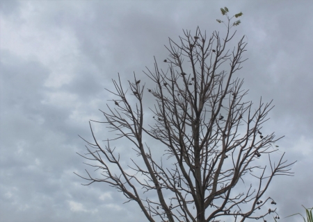 Inmet emite alerta amarelo para queda de temperatura em Mato Grosso do Sul e outros estados