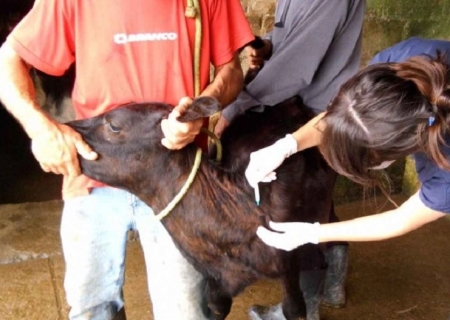Iagro mantém prazos de vacinação contra brucelose em MS