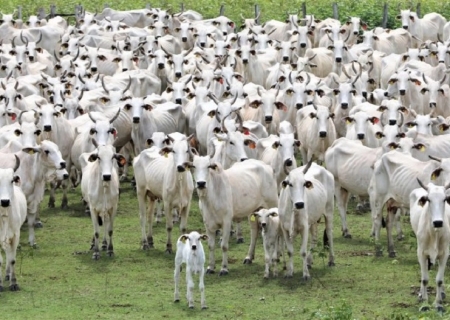 União Europeia oficializa veto à carne brasileira a partir de setembro