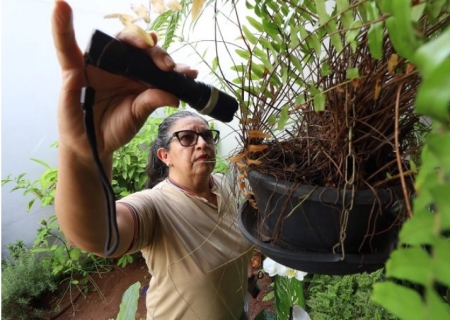 Prevenção mora em casa: eliminar criadouros é a medida mais eficaz contra o Aedes aegypti