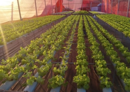 Hidroponia transforma realidade de agricultores familiares e amplia produção em Naviraí