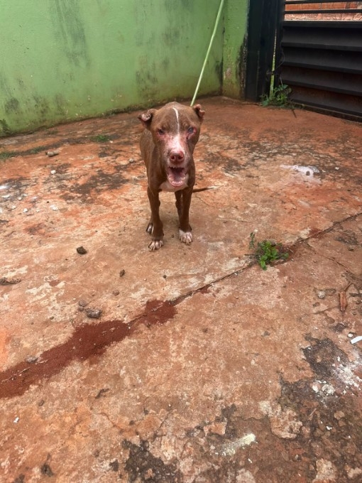 Polícia Civil resgata cão em estado crítico de maus-tratos durante ação em ponto de tráfico na Capital