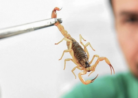 Crianças são mais vulneráveis a envenenamento por picada de escorpião