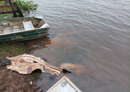 Polícia Civil desarticula grupo investigado por abigeato e crimes ambientais no Pantanal