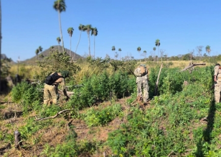 Brasil e Paraguai iniciam nova fase de operação contra o narcotráfico