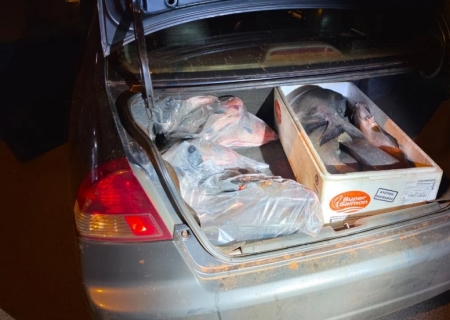 PMA apreende 145 kg de pacu sem origem em Naviraí
