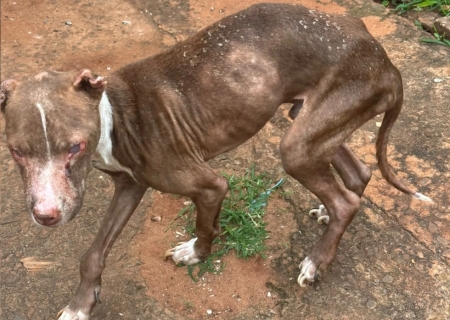 Polícia Civil resgata cão em estado crítico de maus-tratos durante ação em ponto de tráfico na Capital