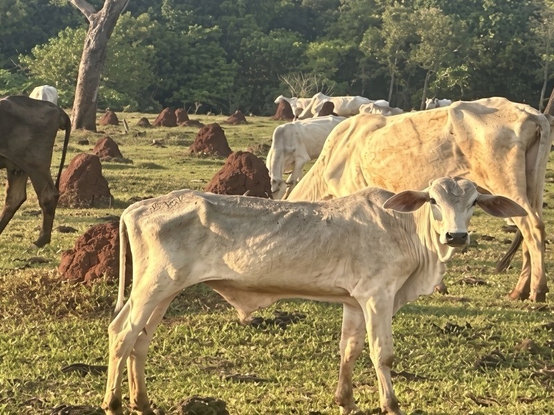 MPE investiga maus-tratos a bovinos em fazenda de Cassilândia