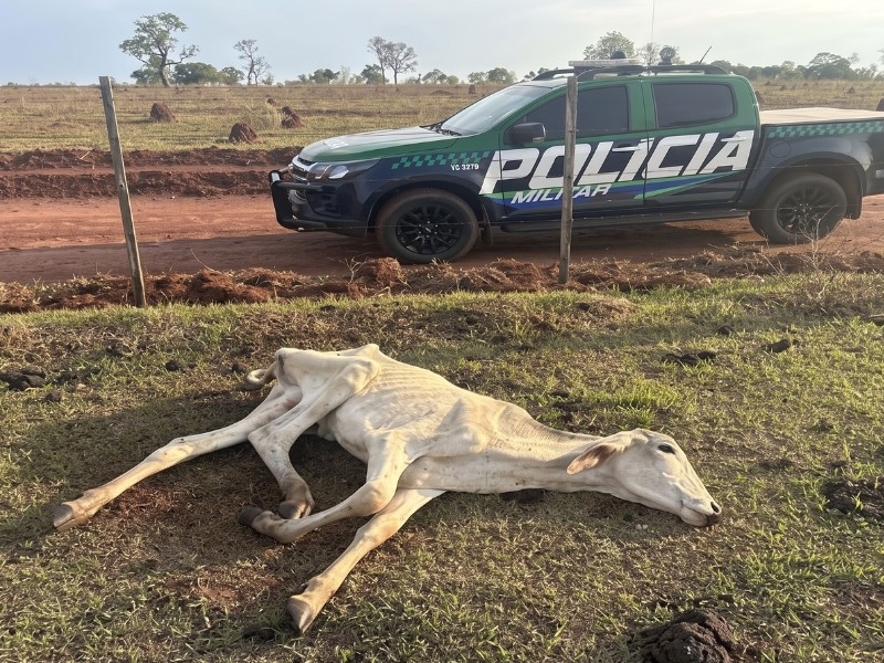 MPE investiga maus-tratos a bovinos em fazenda de Cassilândia