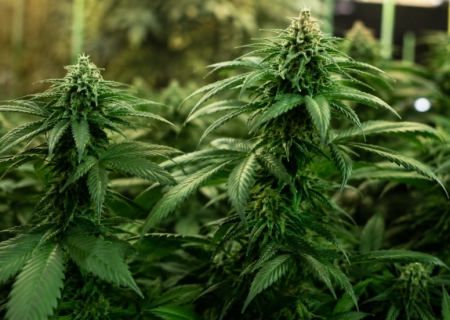 Composto da cannabis pode reduzir pesadelos em pacientes com estresse pós-traumático, aponta estudo