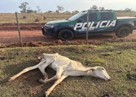 MPE investiga maus-tratos a bovinos em fazenda de Cassilândia