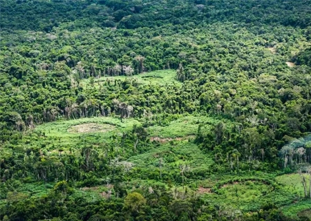 Amazônia: indígenas catalogam espécies para proteger biodiversidade