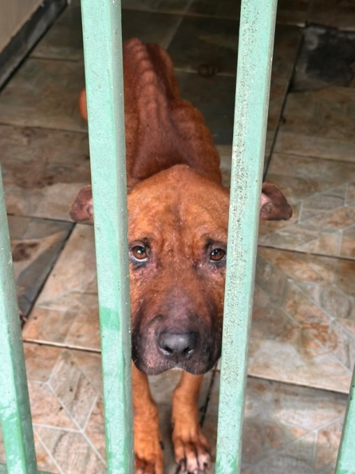 Homem é preso por maus-tratos a duas cadelas em Campo Grande