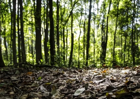 Produção florestal no país alcança recorde de R$ 47,9 bilhões em 2025