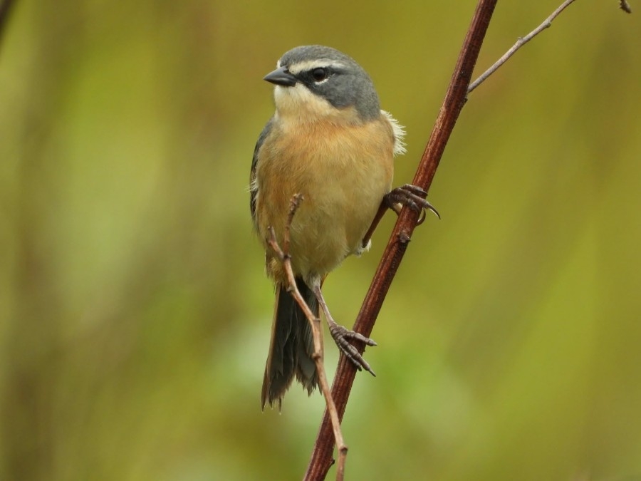 Parque das Várzeas do Rio Ivinhema lidera ranking nacional de observação de aves