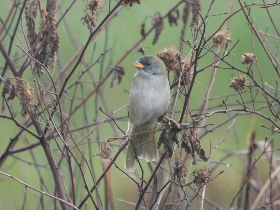 Parque das Várzeas do Rio Ivinhema lidera ranking nacional de observação de aves
