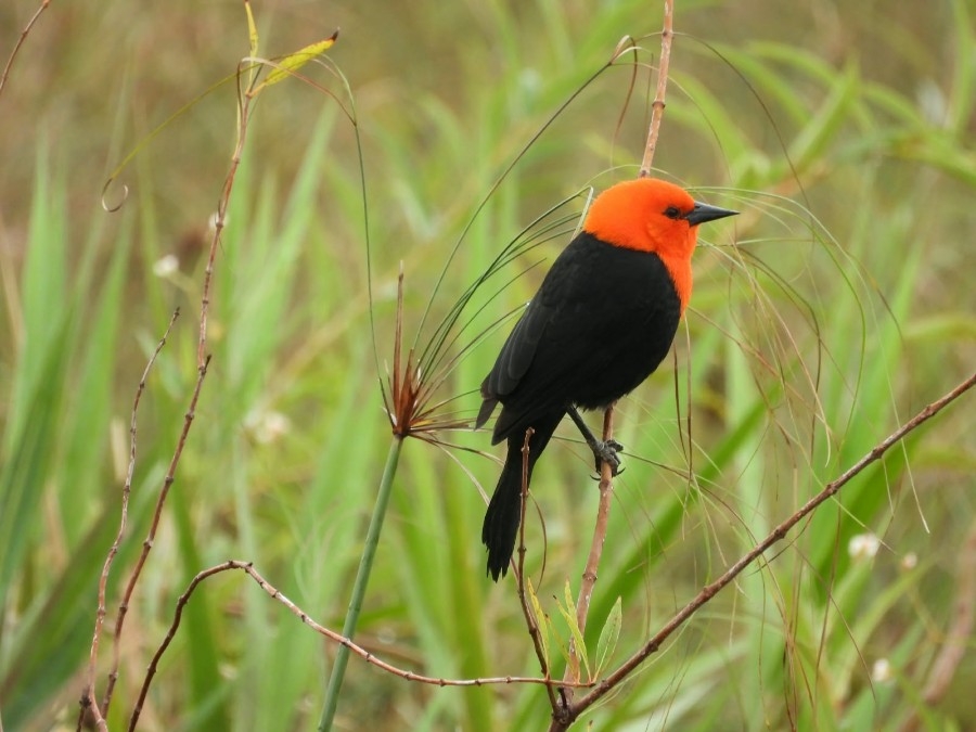 Parque das Várzeas do Rio Ivinhema lidera ranking nacional de observação de aves