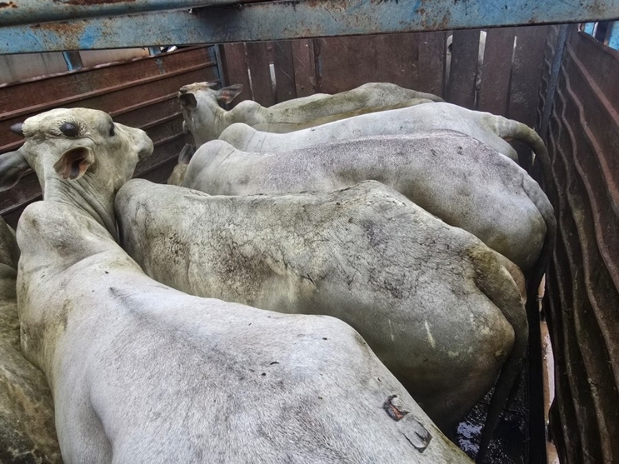 'Operações Falcão' apreendem 5,7 toneladas de drogas e 48 armas em MS