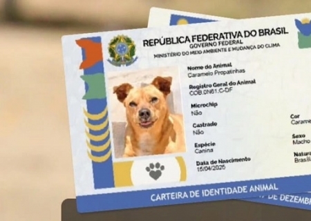 MS tem 14,2 mil cães e gatos cadastrados no SinPatinhas