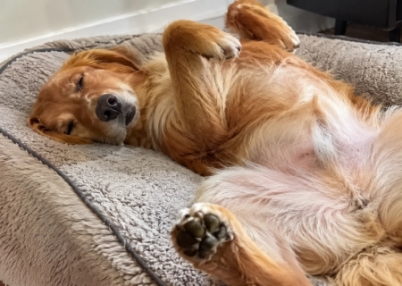 Por que o cachorro dorme de barriga para cima?