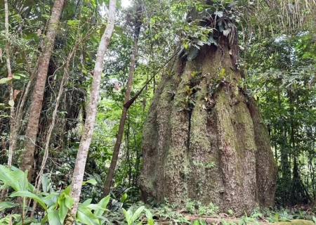 Sete em cada dez parlamentares do Congresso são contrários à agenda ambiental, aponta levantamento