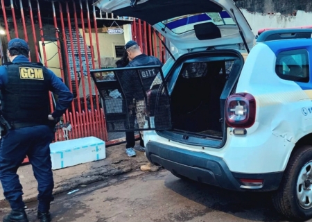 GCM fecha ferro-velho clandestino e recupera peças de semáforo em Campo Grande