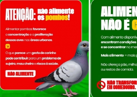 Prefeitura alerta para os riscos de alimentar pombos em áreas urbana