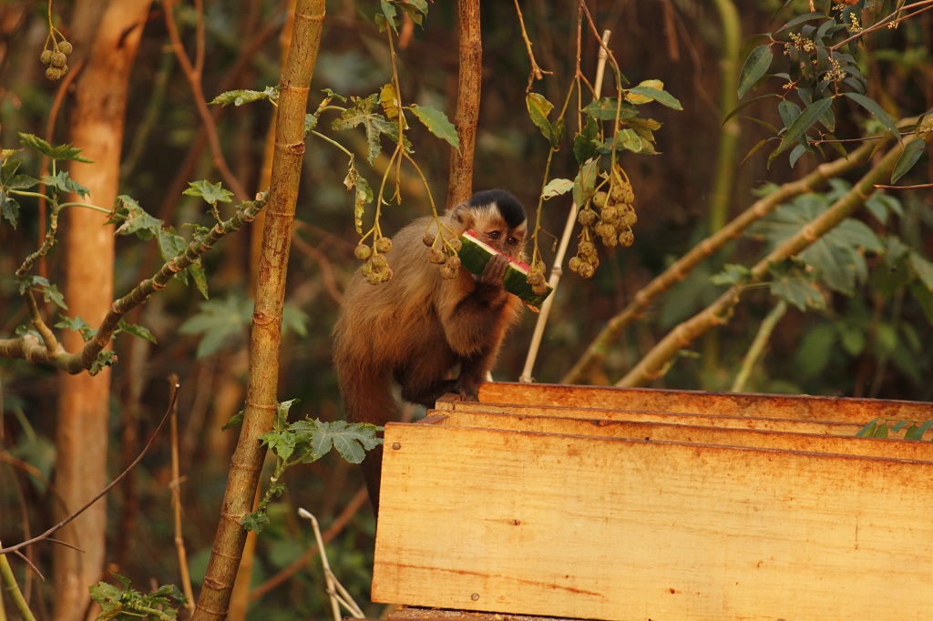 Macacos est&atilde;o se alimentando daquilo que a popula&ccedil;&atilde;o leva - Foto: Jornal da Nova