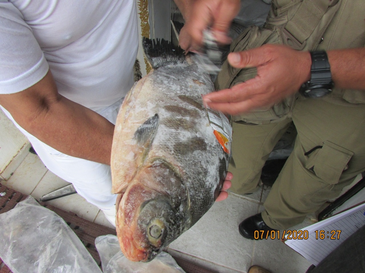 Nas peixarias e restaurantes da Capital foram apreendidos 335 kg de pescado irregular - Foto: Divulga&ccedil;&atilde;o