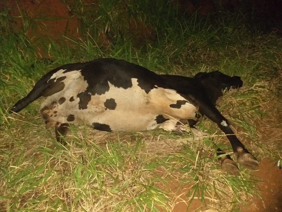 Animal morreu no local após colisão - Foto: WhatsApp/Jornal da Nova