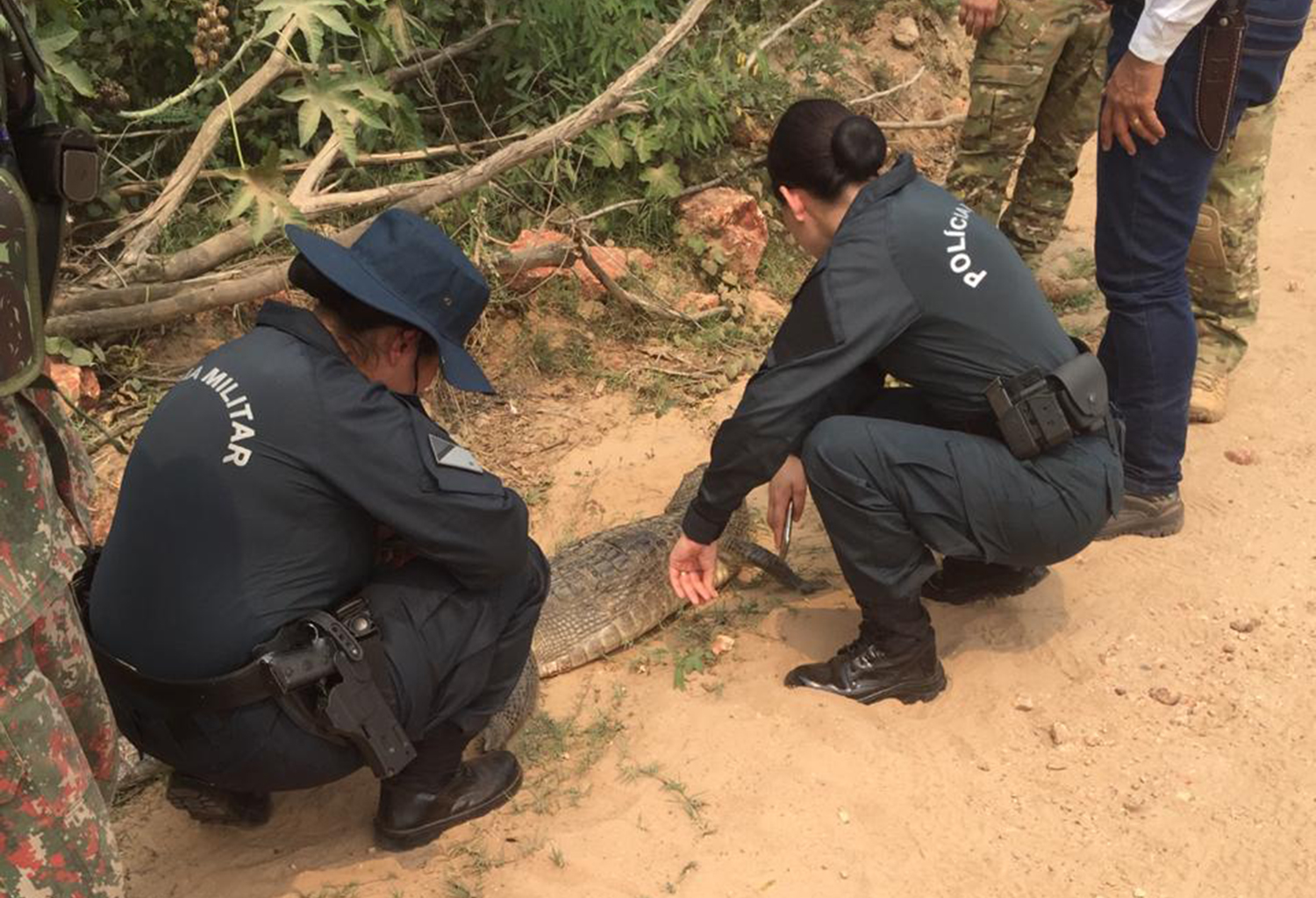 Veterin&aacute;rias da PM analisam carca&ccedil;a de jacar&eacute; encontrado em fazenda: queimada ou seca? - Foto: PMA/Divulga&ccedil;&atilde;o