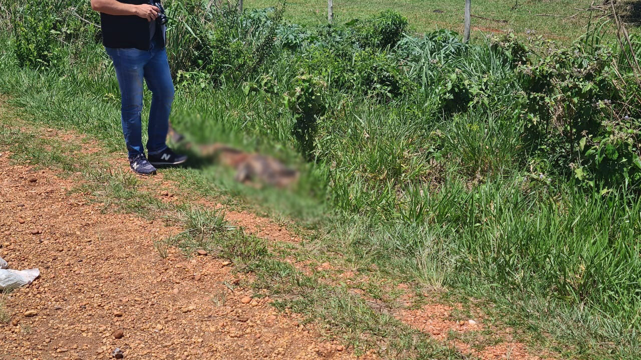 Vítima foi encontrada com sinais de atropelamento - Foto: Jornal da Nova