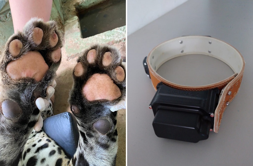 On&ccedil;a resgatada em novembro com queimaduras nas patas e receber&aacute; um colar com sinal GPS e VHF - Foto: Cras/Divulga&ccedil;&atilde;o