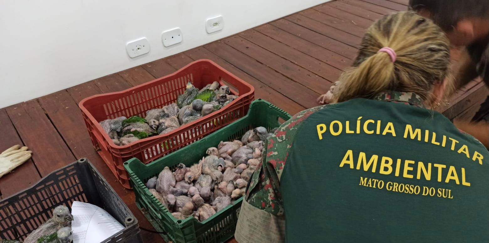 A multa por animal pelo tráfico é de R$ 5 mil porque os psitacídeos constam da lista da CITES - Foto: PMA/Divulgação