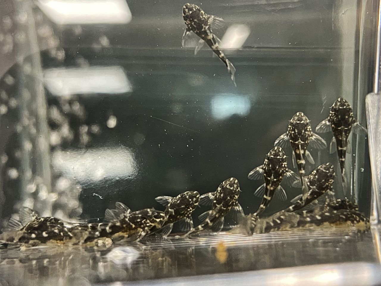 Filhotes de Casculo-angelicus L004 - Fotos: Eduardo Coutinho e Heriberto Gim&ecirc;nes Junior