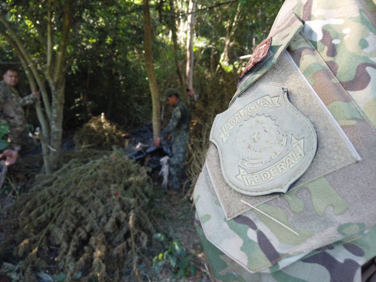 Opera&ccedil;&atilde;o destruiu cerca de 82 toneladas de maconha - Foto: Pol&iacute;cia Federal/Divulga&ccedil;&atilde;o