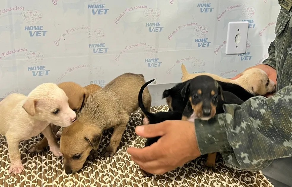 Filhotes foram abandonados em uma caixa de papel&atilde;o, em Rosana (SP) - Foto: Pol&iacute;cia Militar Ambiental/SP