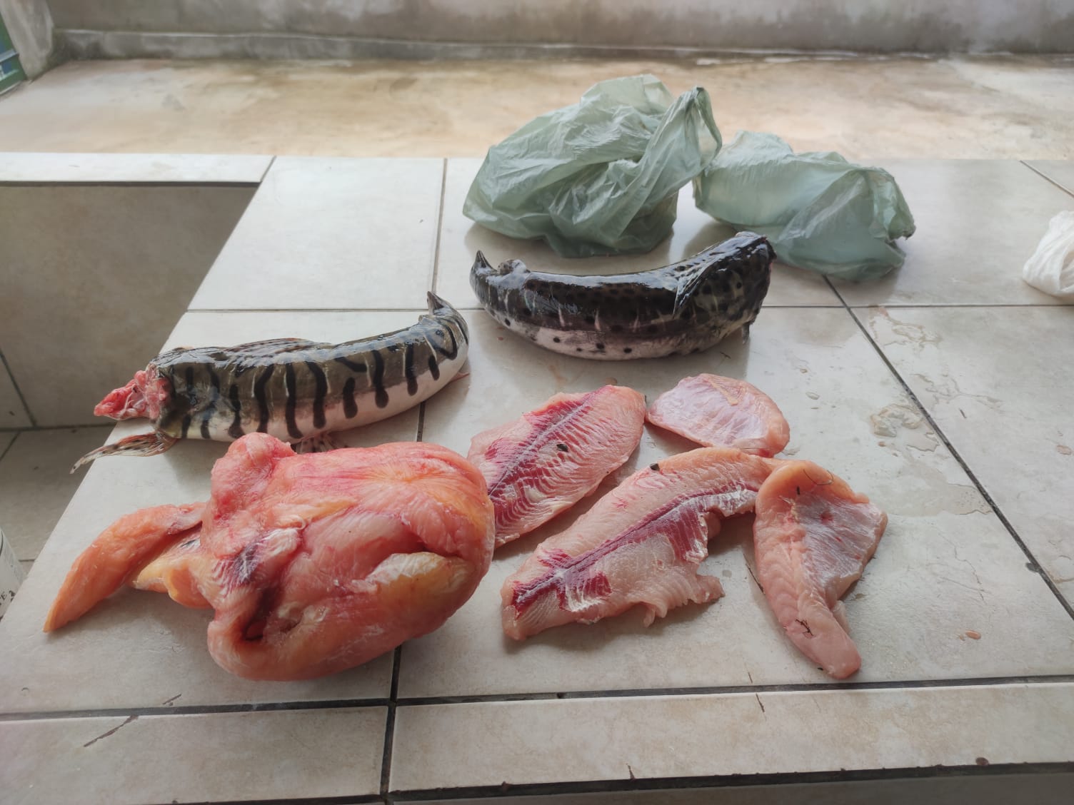 Pescado apreendido - Foto: PMA/Divulgação